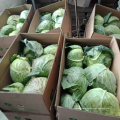 China new season cabbage / fresh vegetales mixed items export